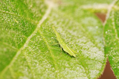 Çin Atraktomorfa Sinensis 'i doğadaki bitki üzerinde