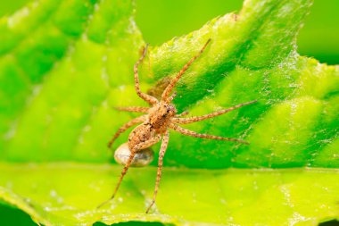 Örümcekten bitkiye