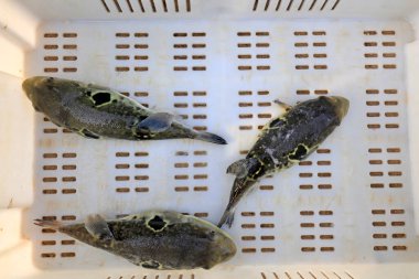 Bir mariculture atölyesinde takifugu rubripes.