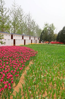 Beyaz Saray ve laleler