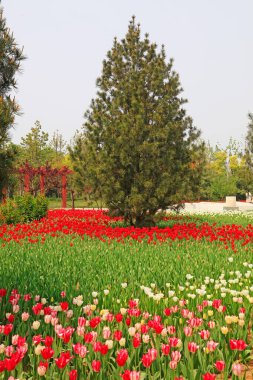 Laleler ve ağaç, fotoğrafa yakın çekim.