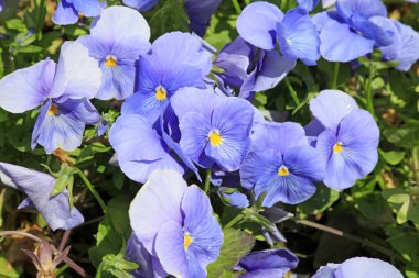 İradedeki hanım evladı