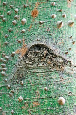 Kapok bark sca, fotoğrafa yakın çekim