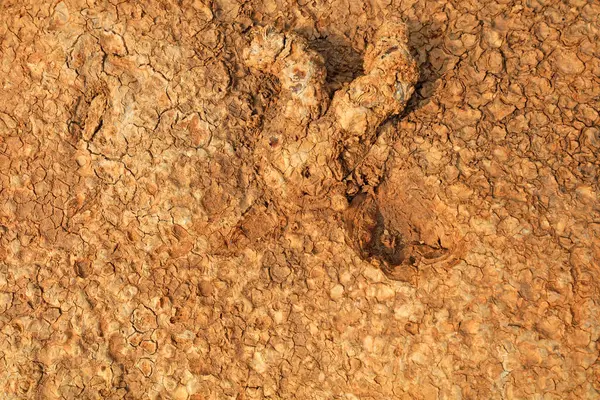 Stephania cepharantha Hayata, Yunna 'daki ünlü geleneksel Çin bitkisi.