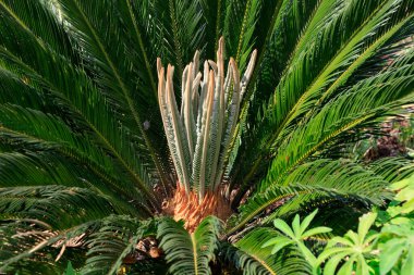Sago Cycas botanik bahçesinden ayrılıyor.
