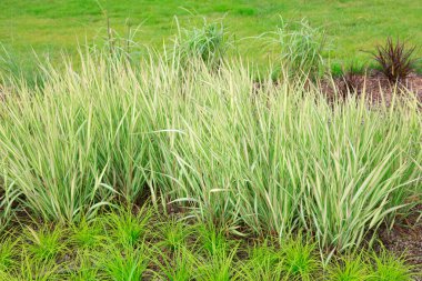 Çiçek yaprağı botanik gardında.