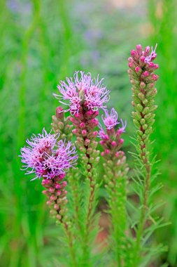 Ranunculus bitkileri botanik gardında