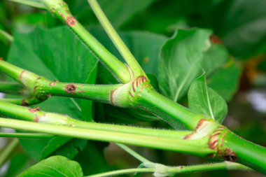 kırmızı akıllı ot sapı vahşi doğada