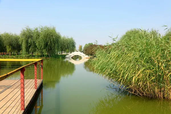 Parkta sazlıklar ve demiryolu