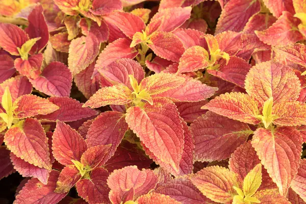 Coleus hemşirede.