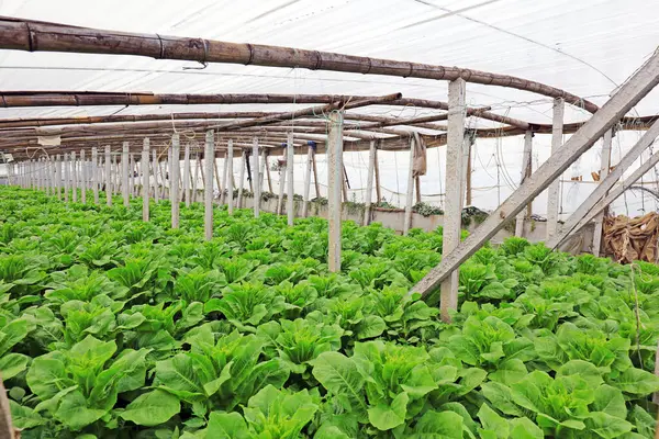 Serada sebzeler, fotoğrafa yakın çekim.