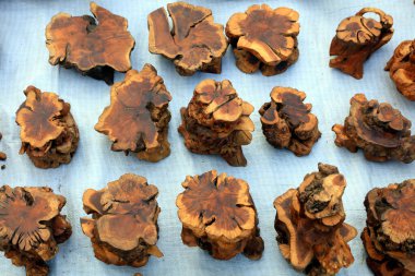 Ahşap maddenin kökü