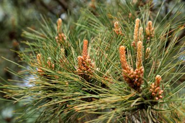 Çam tomurcuğu, fotoğrafa yaklaş.
