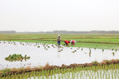 Çin 'de pirinç nakli.