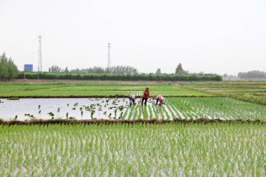 Çin 'de pirinç nakli.