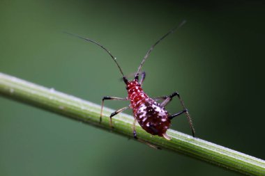 Doğada kırmızı yaprak bitleri