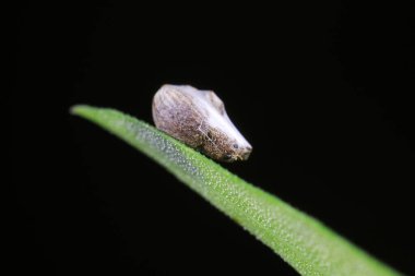 Örümcek ağına sarılmış bir buğday biti.