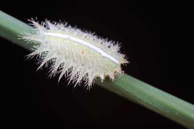 Doğal haldeki tırtıllar.