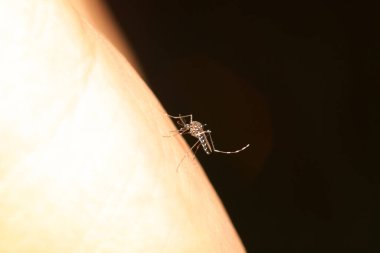 Aedes albopictus kan emiyor.
