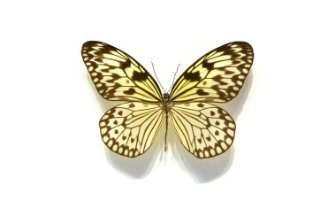 Beyaz arka planda güzel kelebekler