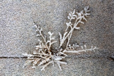 Kışın bitkilerde kar yağar