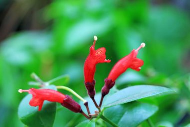 Aeschynanthus Bahçedeki lobiler