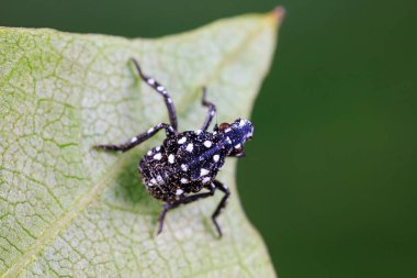Kuzey Çin 'deki genç likorma lezzeti perileri.