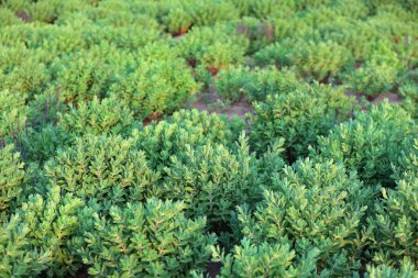 Parkta sedum bitkisi