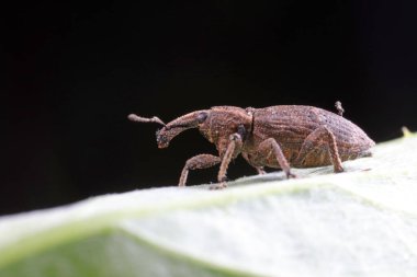 Buğday bitleri doğada yaşar, fotoğrafa yakın dururlar.