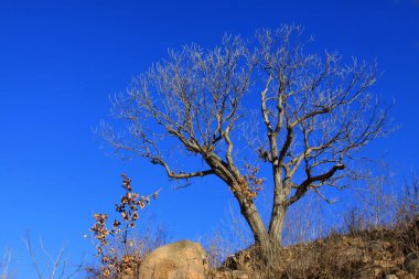 Mavi gökyüzünün altındaki ölü ağaçlar, fotoğrafa yakın çekim.
