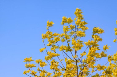 İlkbaharda mavi gökyüzünde yeşil kireç dalları