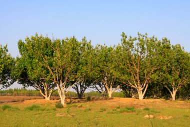 Parktaki ağaçlar ve çimenler, fotoğrafın yakın çekimi.
