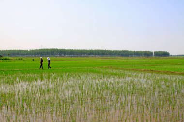 Tarlada pirinç fideleri, fotoğraflara yakın çekim.