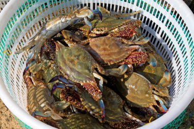 Beyaz plastik sandıktaki sarı yengeçler, yakın plan fotoğraf. 