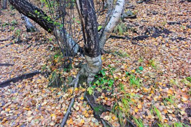 Vahşi doğada huş ağacı gövdesi