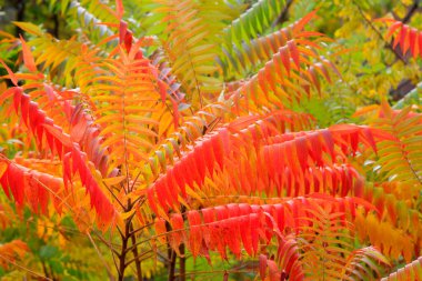 Meşale ağacı yapraklarının rengi, fotoğrafın yakınlığı