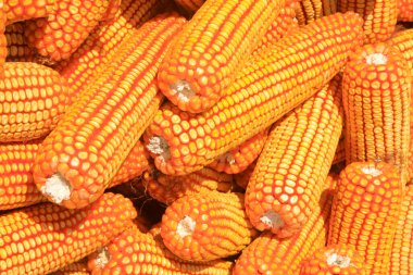 Altın mısır, fotoğrafa yakın çekim.