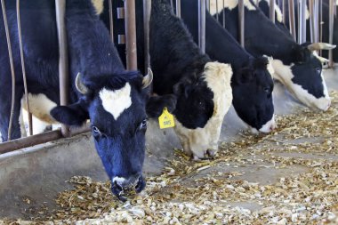 İnekler çiftlikte ot yiyordu, fotoğraflara yakından bakıyorlardı.