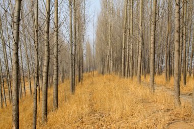 Ağaçlar ve sazlar, fotoğrafa yakın çekim