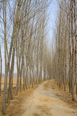 Rıhtımdaki patika, fotoğrafa yakın çekim 