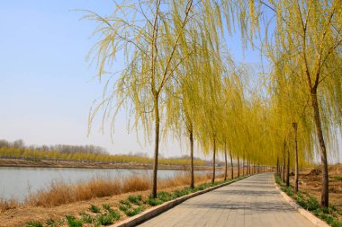 İlkbaharda nehir kenarındaki söğüt ağacı, fotoğrafa yakın çekim.