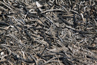 Bitki külü, fotoğrafın yakın çekimi.