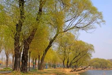 Nehir kıyısında söğüt, doğal manzara, yakın çekim.