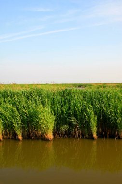 Hebei kaofeidyan golf sahası