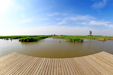 Wetland Park manzarası, fotoğrafa yakın çekim