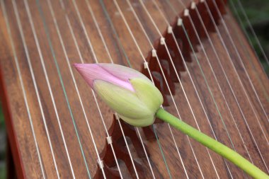 Koto telleri ve lotus