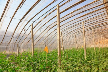 Salatalık fideleri sera içinde