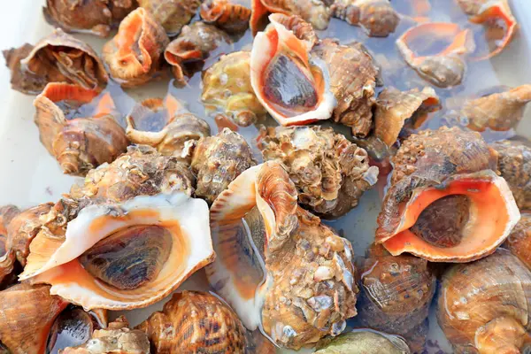 Deniz kabuğu yığılmış, fotoğrafa yakın çekim.