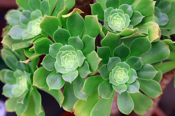 Stone Lotus Bahçesi, fotoğrafa yakın çekim.