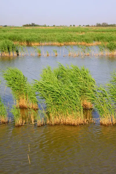 Wetland Park Doğal Manzara